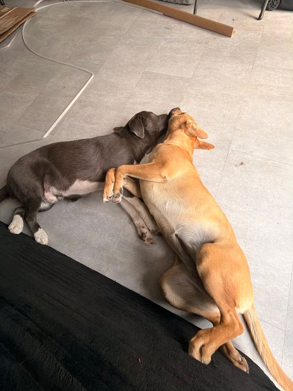 The family dogs napping together